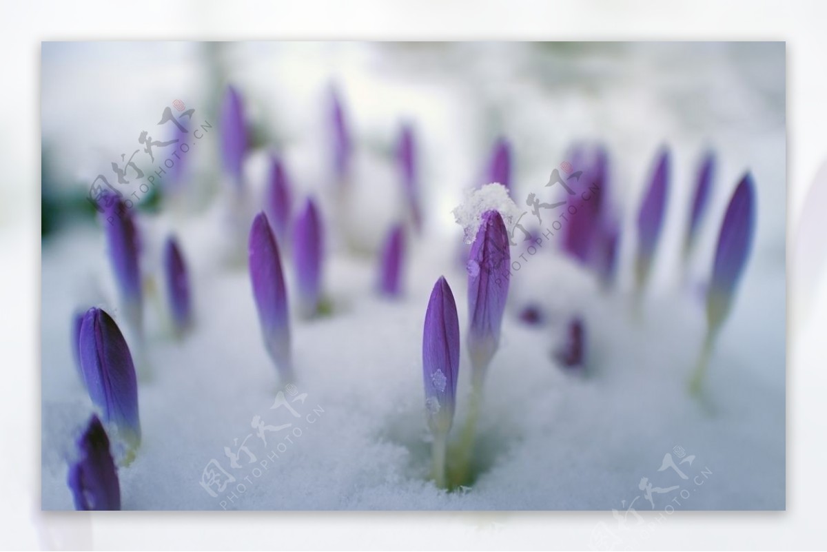 蹦出冬雪的小花