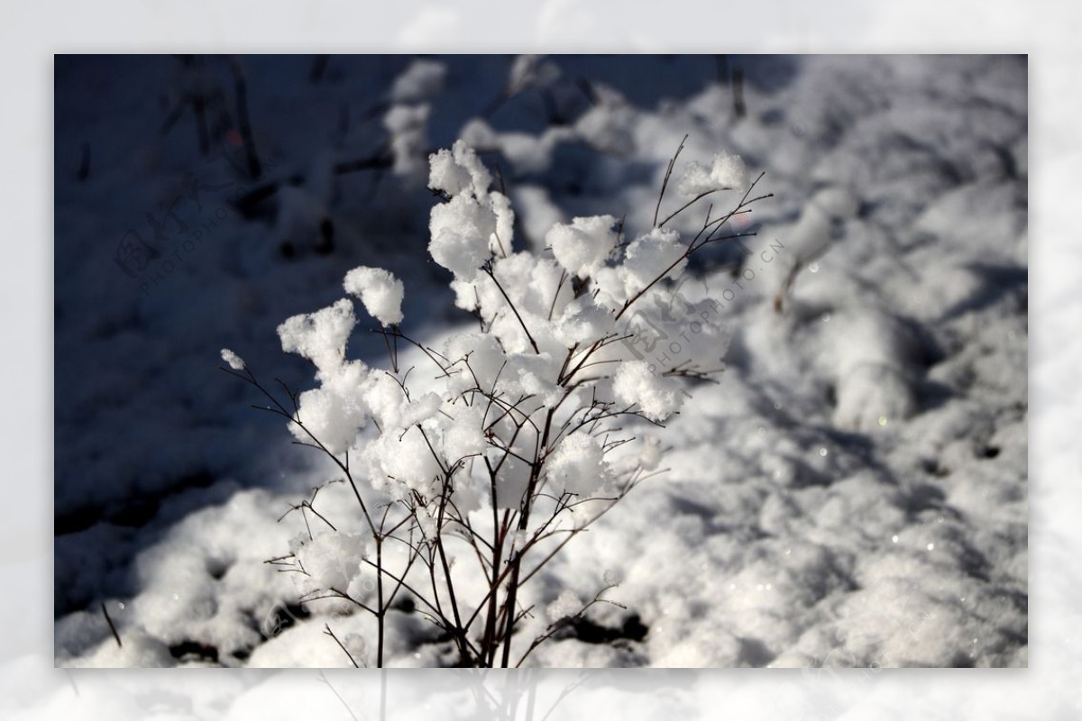 雪景