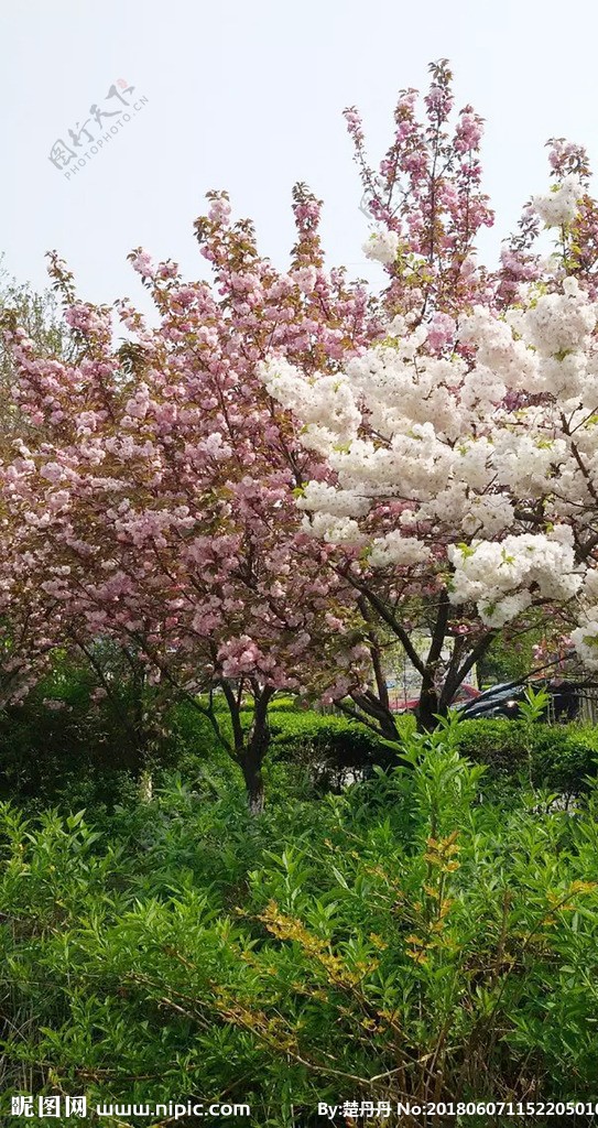 观赏樱花