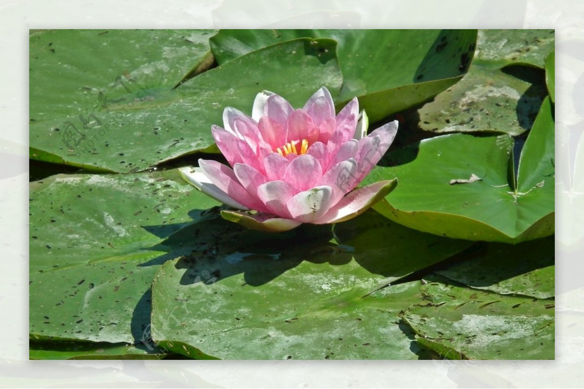 池塘粉色睡莲花朵