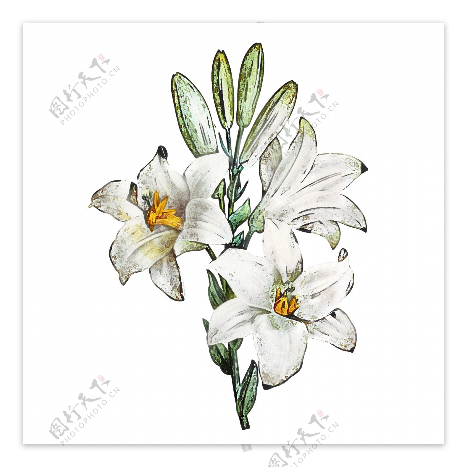 手绘花卉百合白色植物水彩元素