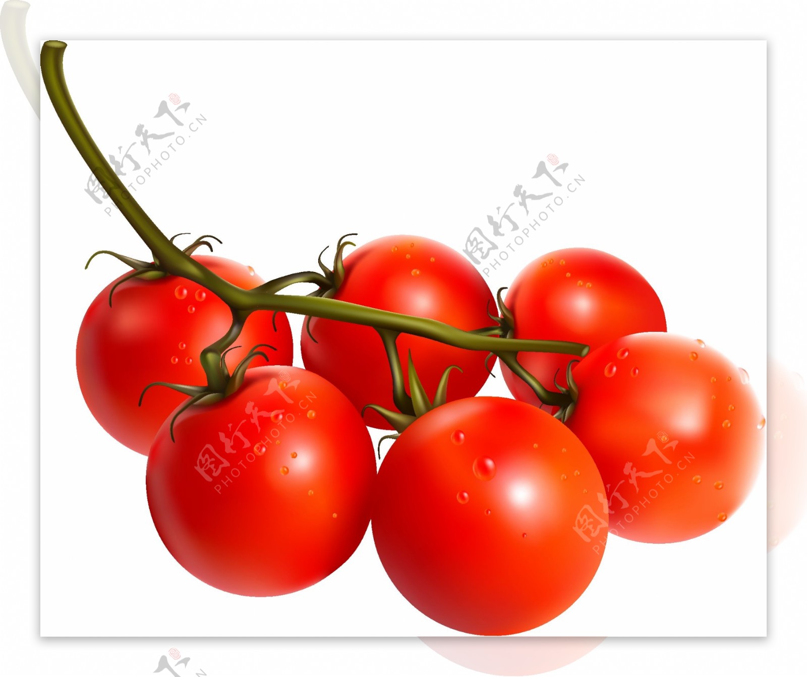 矢量新鲜红色番茄