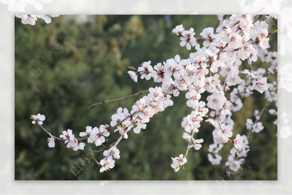 初春山桃花