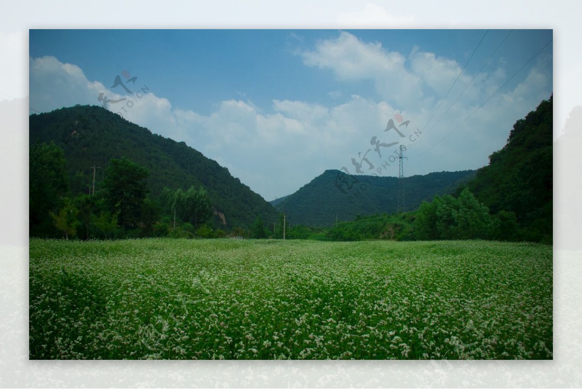 一望无际的花朵