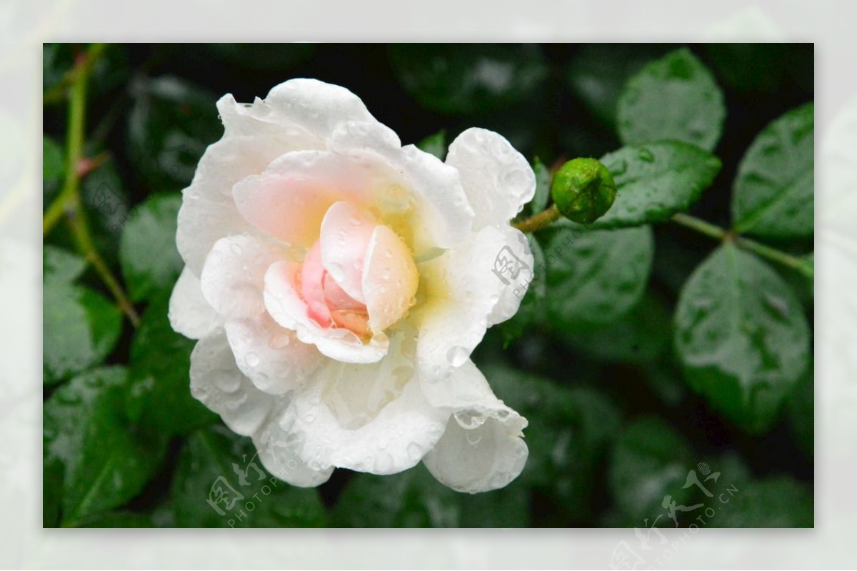 雨露月季花