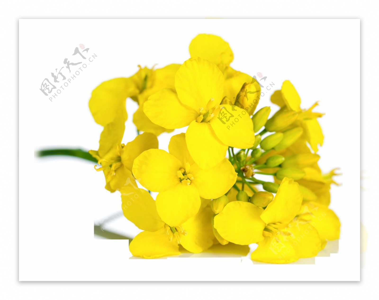 黄色的油菜花图片