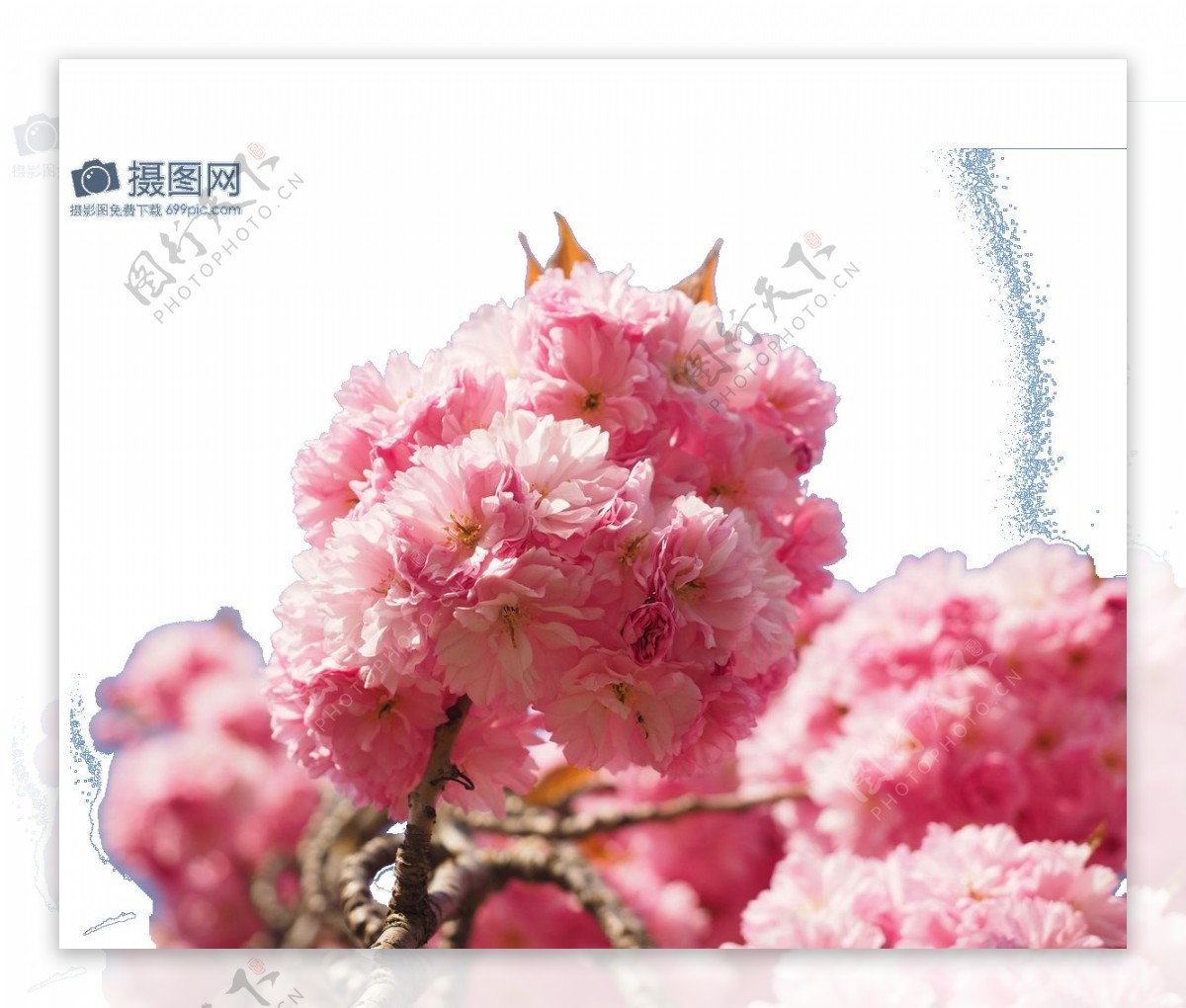 唯美日本樱花摄影图素材