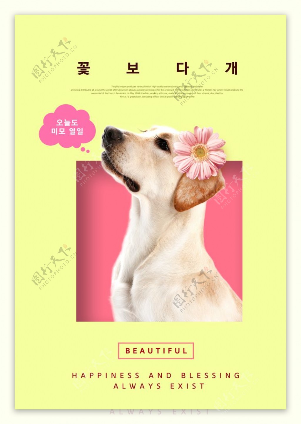 宠物简约时尚海报13