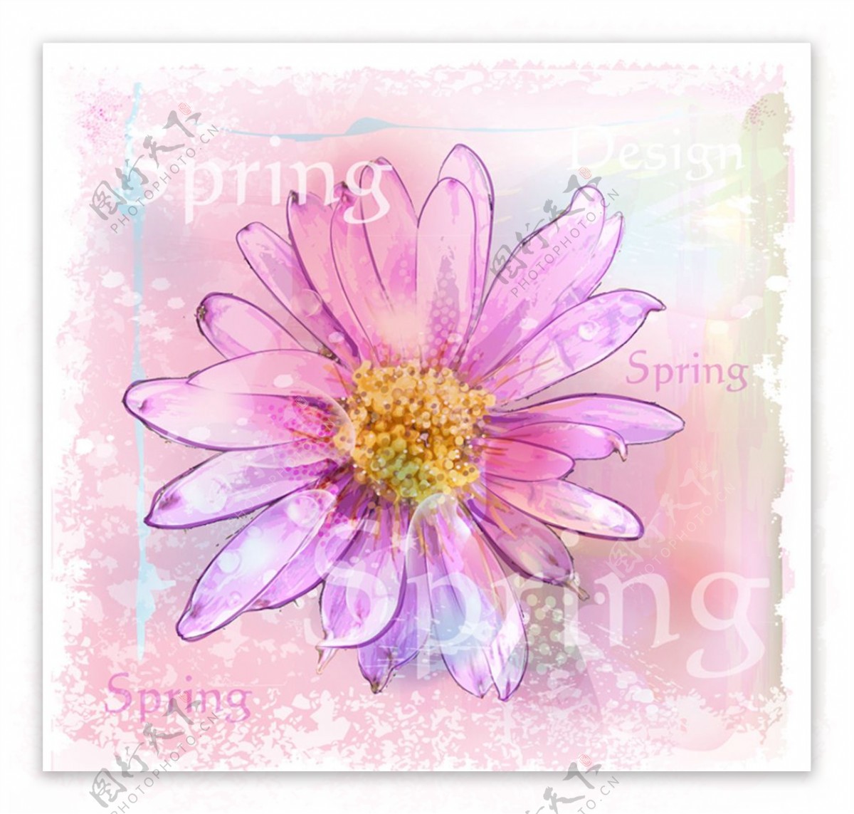 粉色水彩菊花