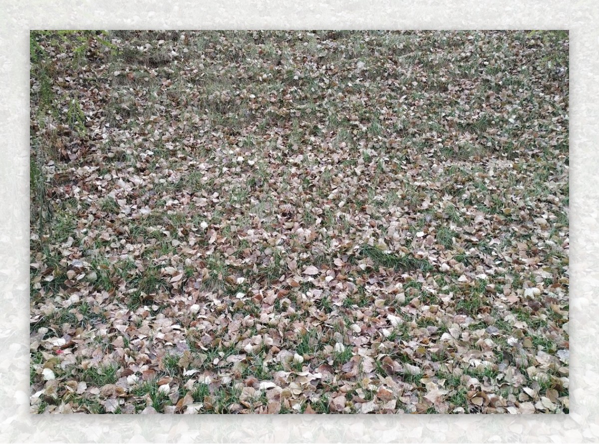迷彩一样的秋后落叶