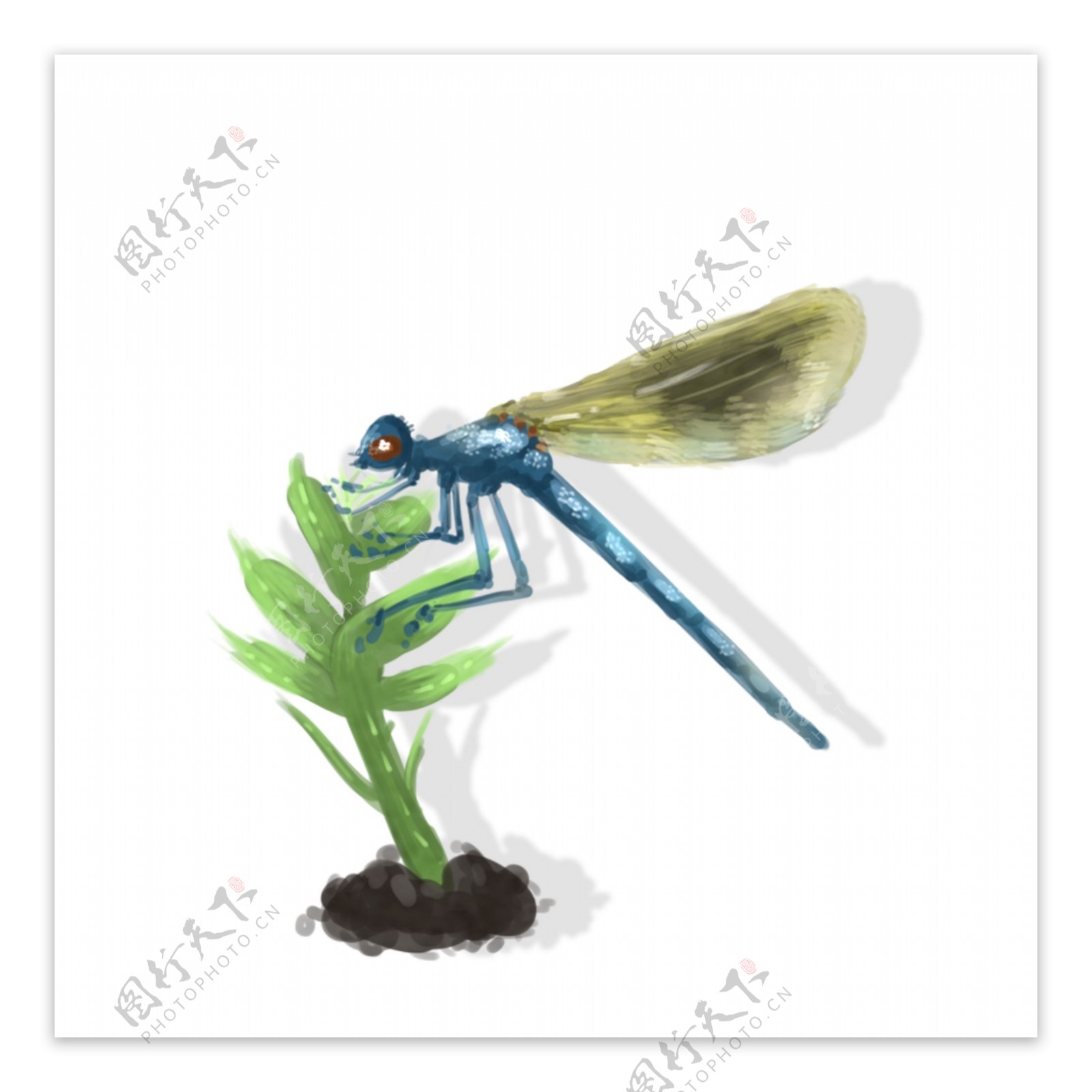 昆虫手绘中国风蜻蜓元素免扣可商用素材
