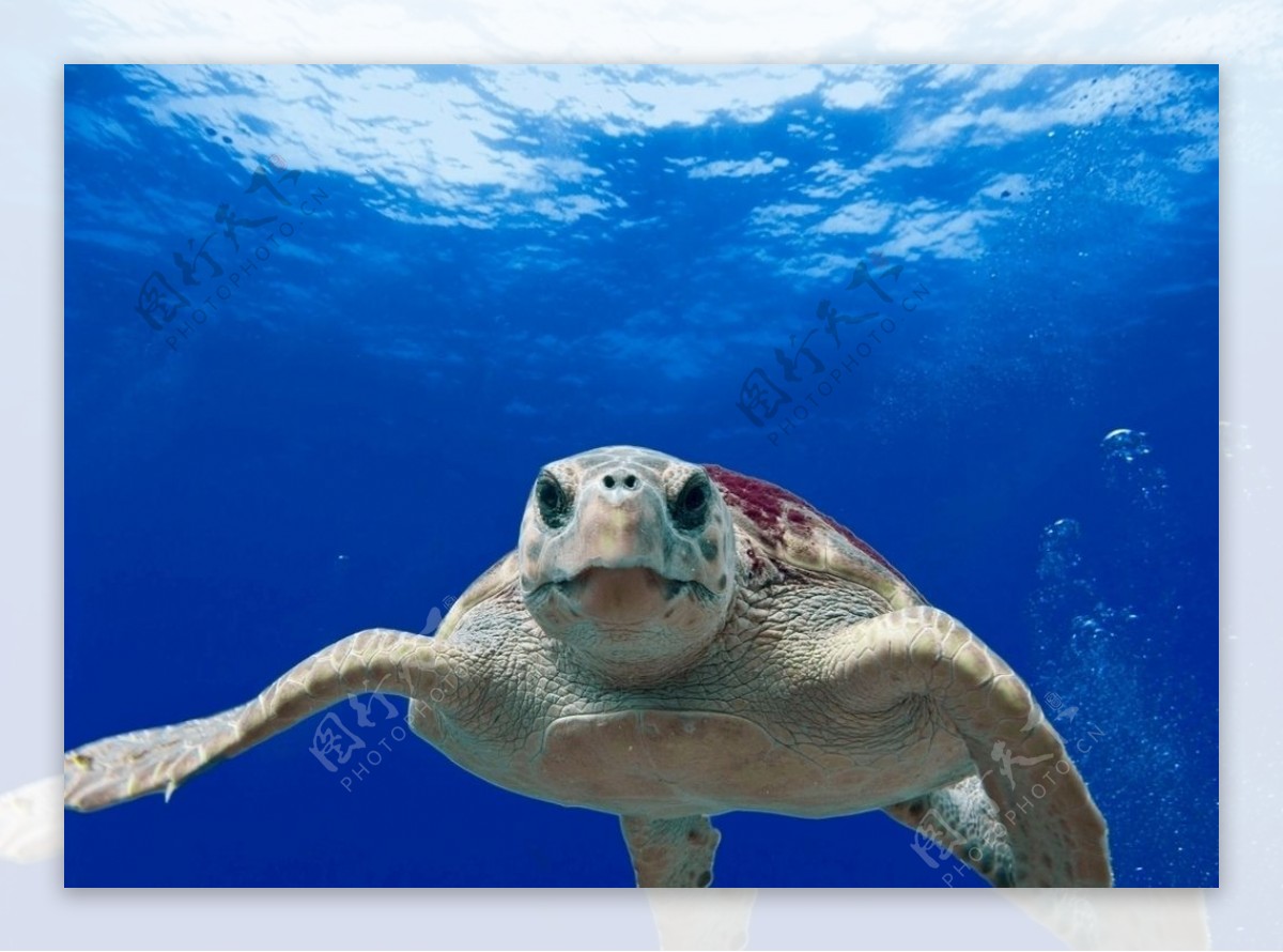 海中游泳的海龟