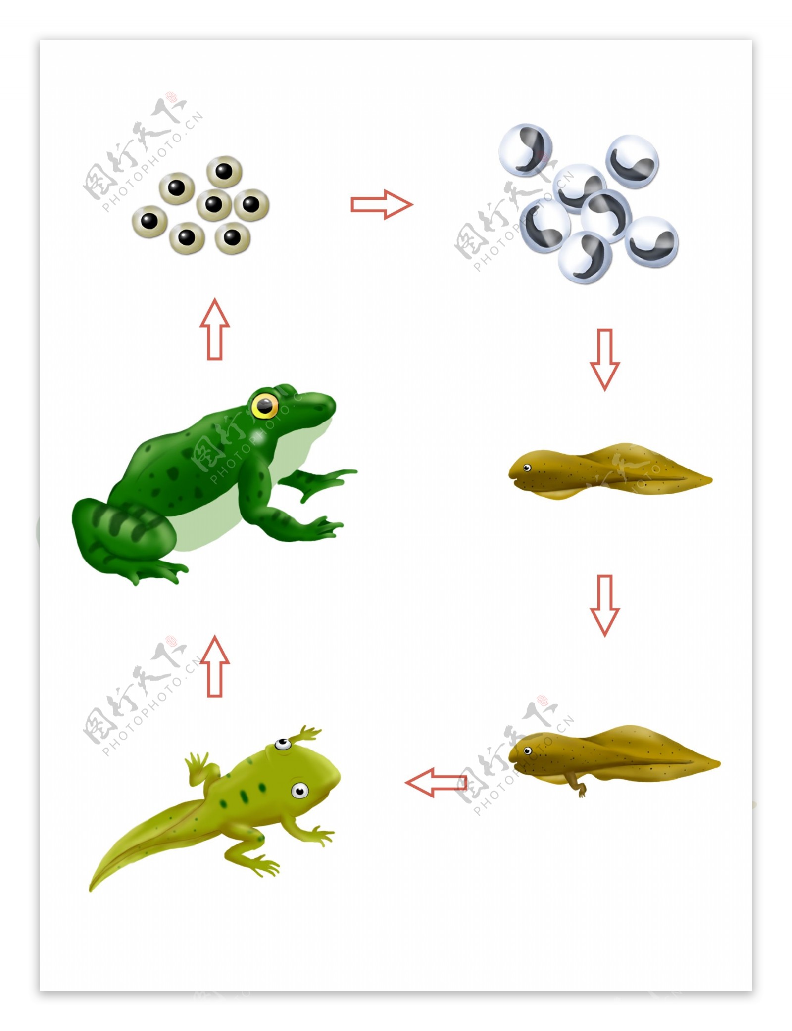 动物生长过程蝌蚪青蛙