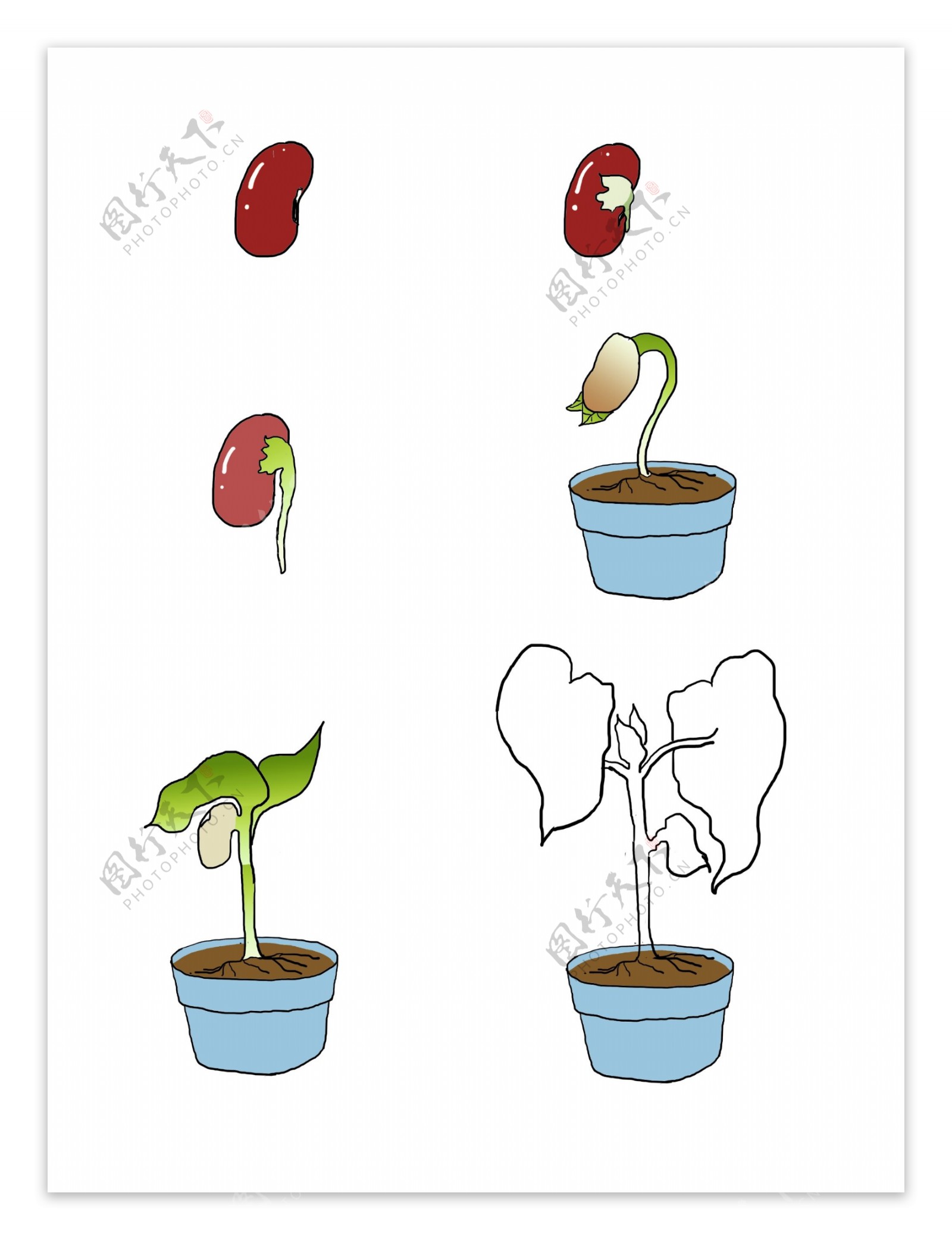 手绘植物生长过程红豆生长过程植物发芽