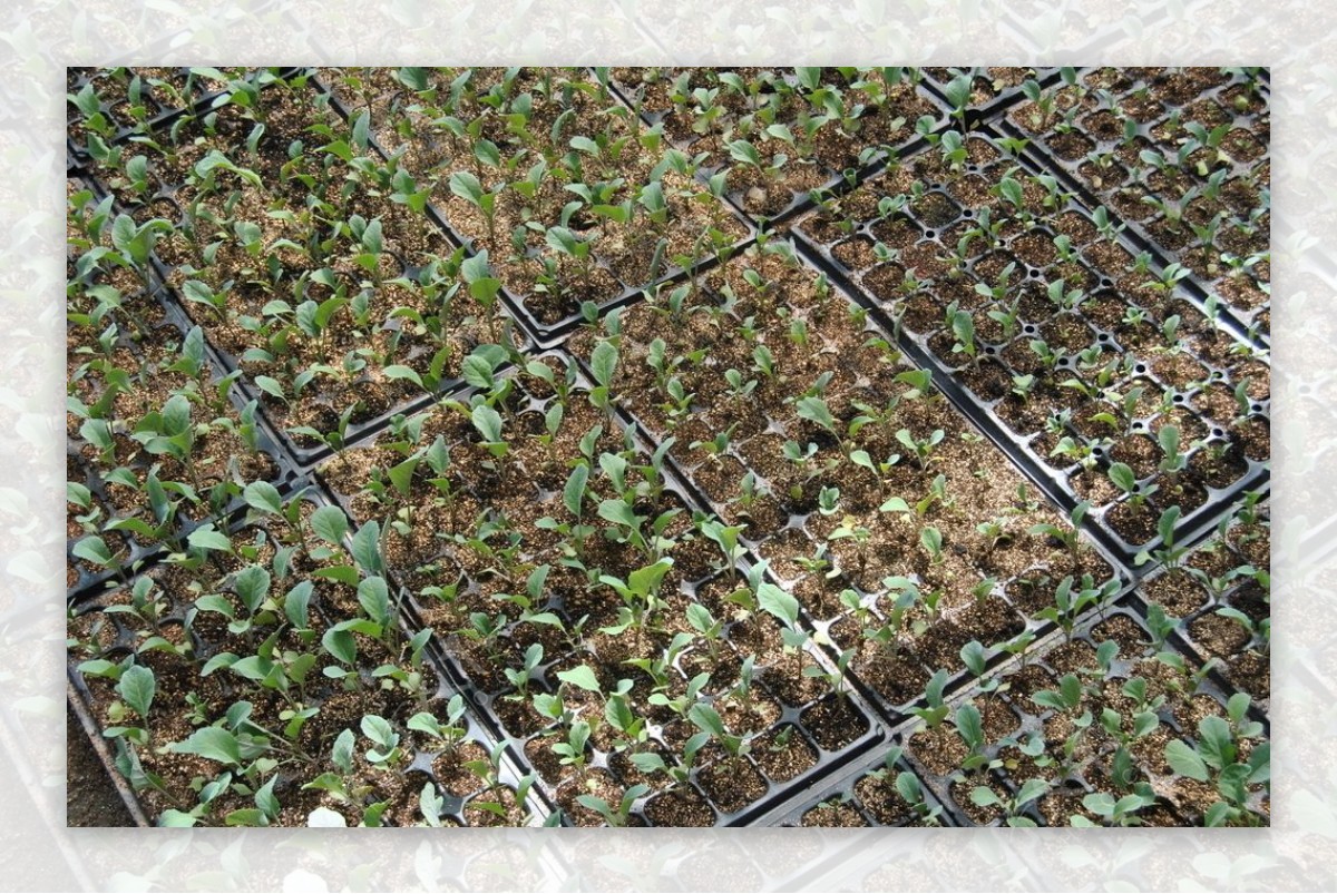 准备种在温室花园里的蔬菜幼苗照片摄影图片_ID:363775118-Veer图库