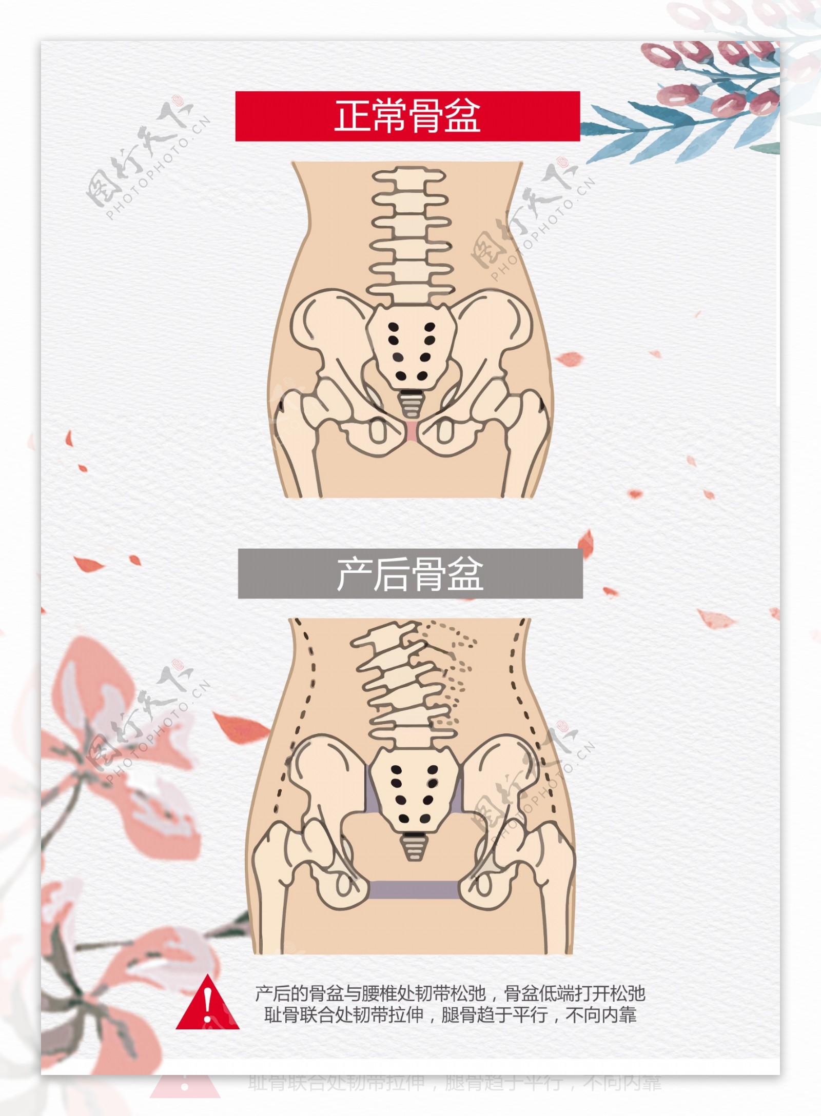 女性骨盆(前面观)-系统解剖学图谱-医学