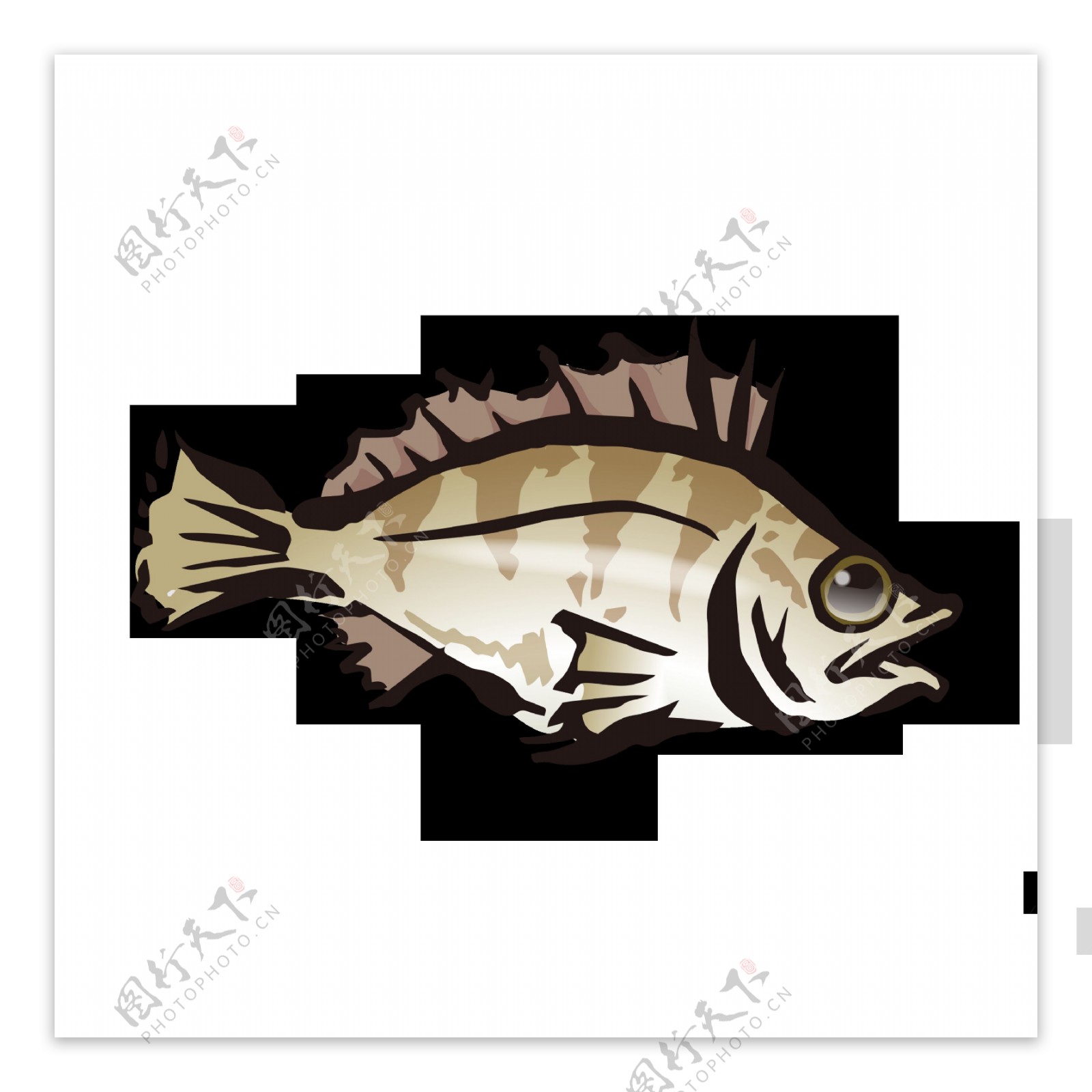 石斑鱼水彩绘画海鱼鱼类海产图案