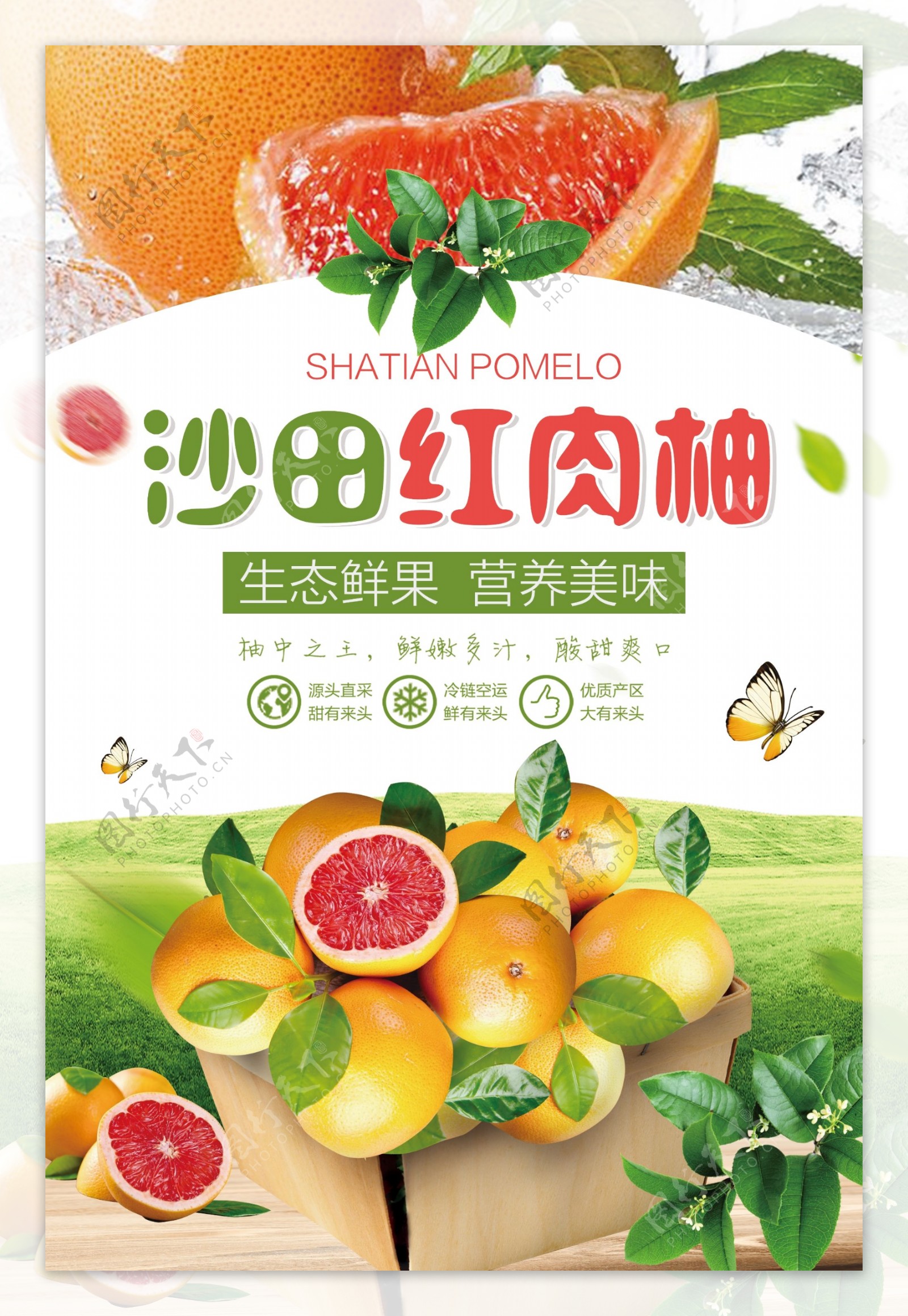 沙田红肉柚海报设计.psd