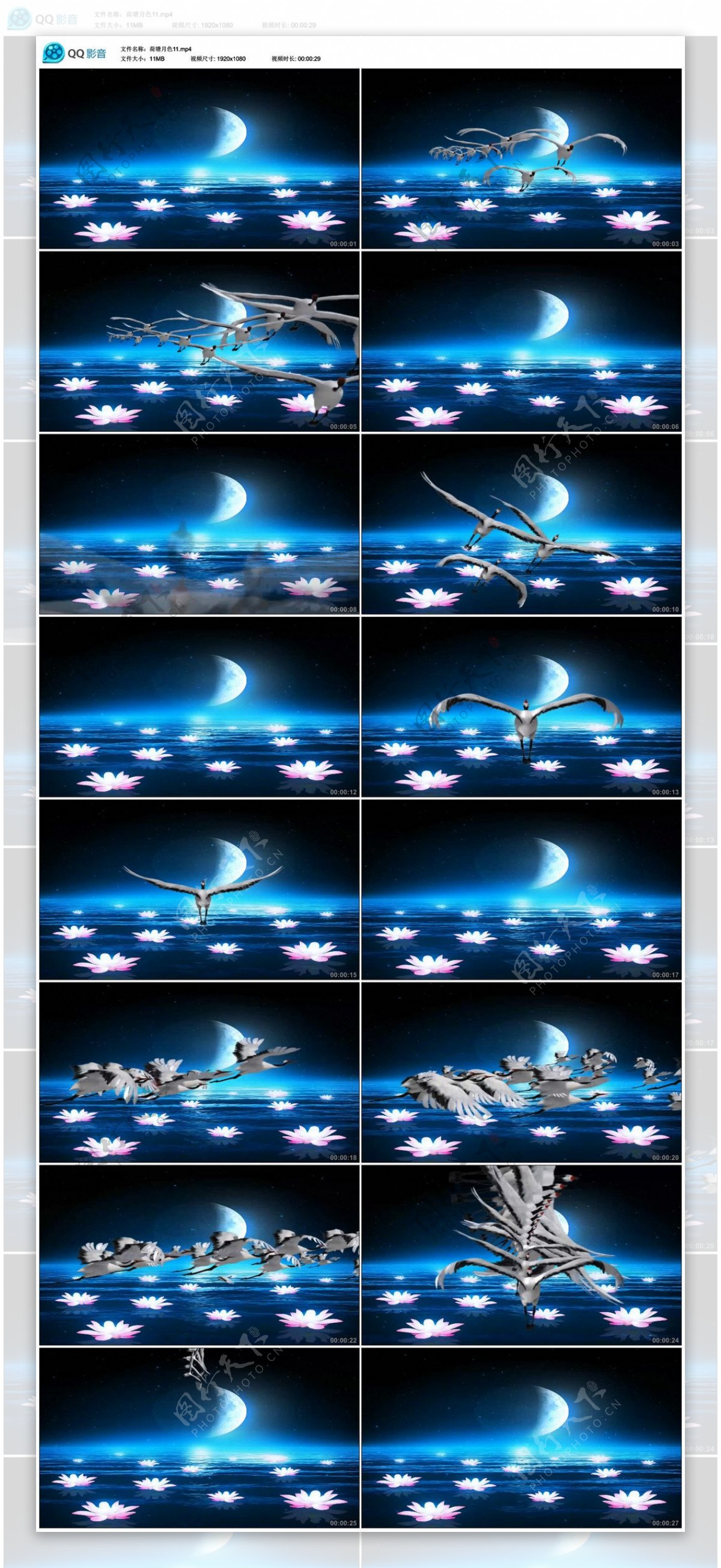 中国风荷塘月色仙鹤飞舞视频素材