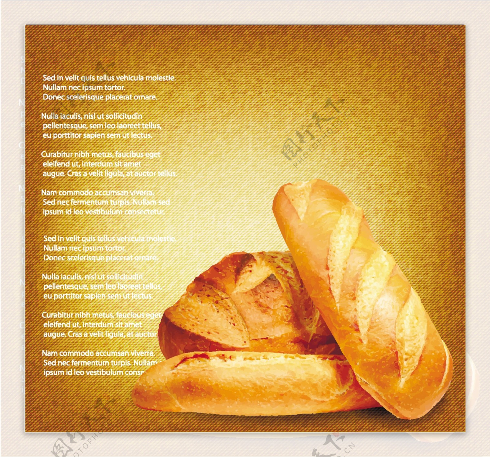 小麦与全麦面包