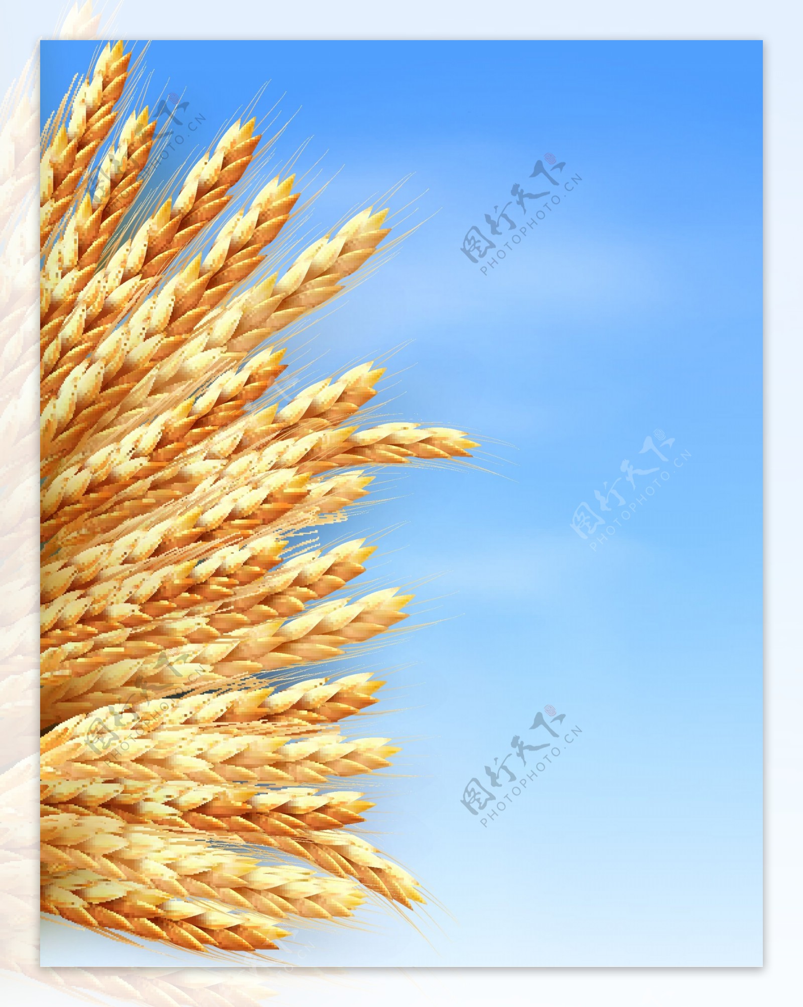 小麦蓝天矢量图片