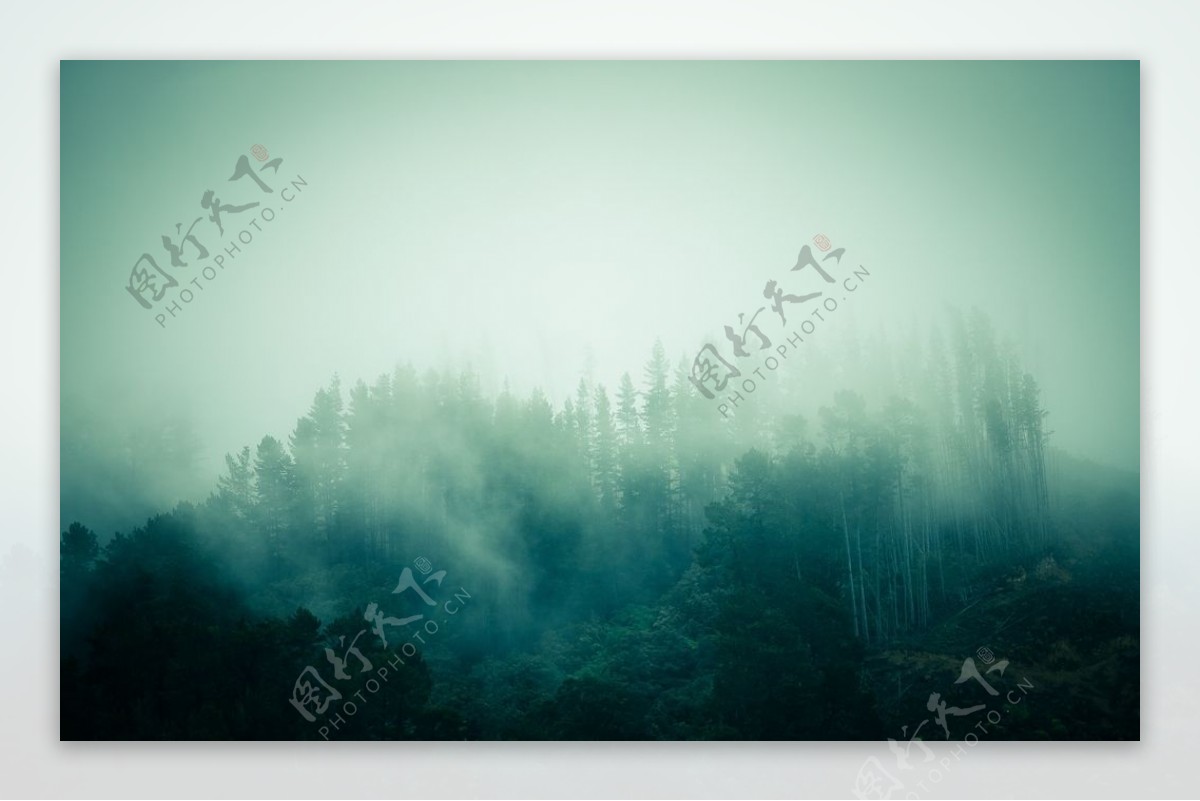 云雾笼罩的树林