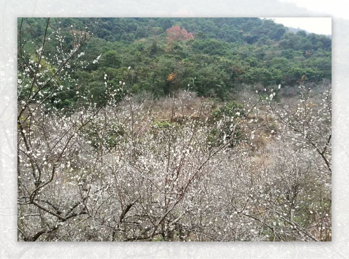 梅花梅树