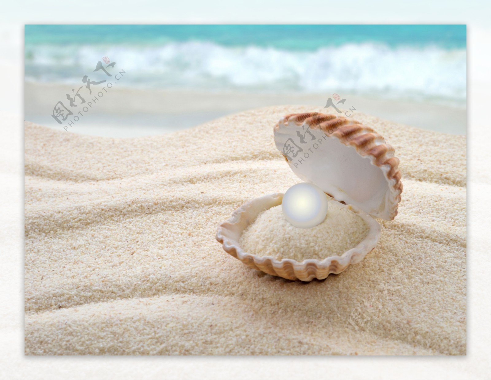 沙滩上的珍珠蚌类