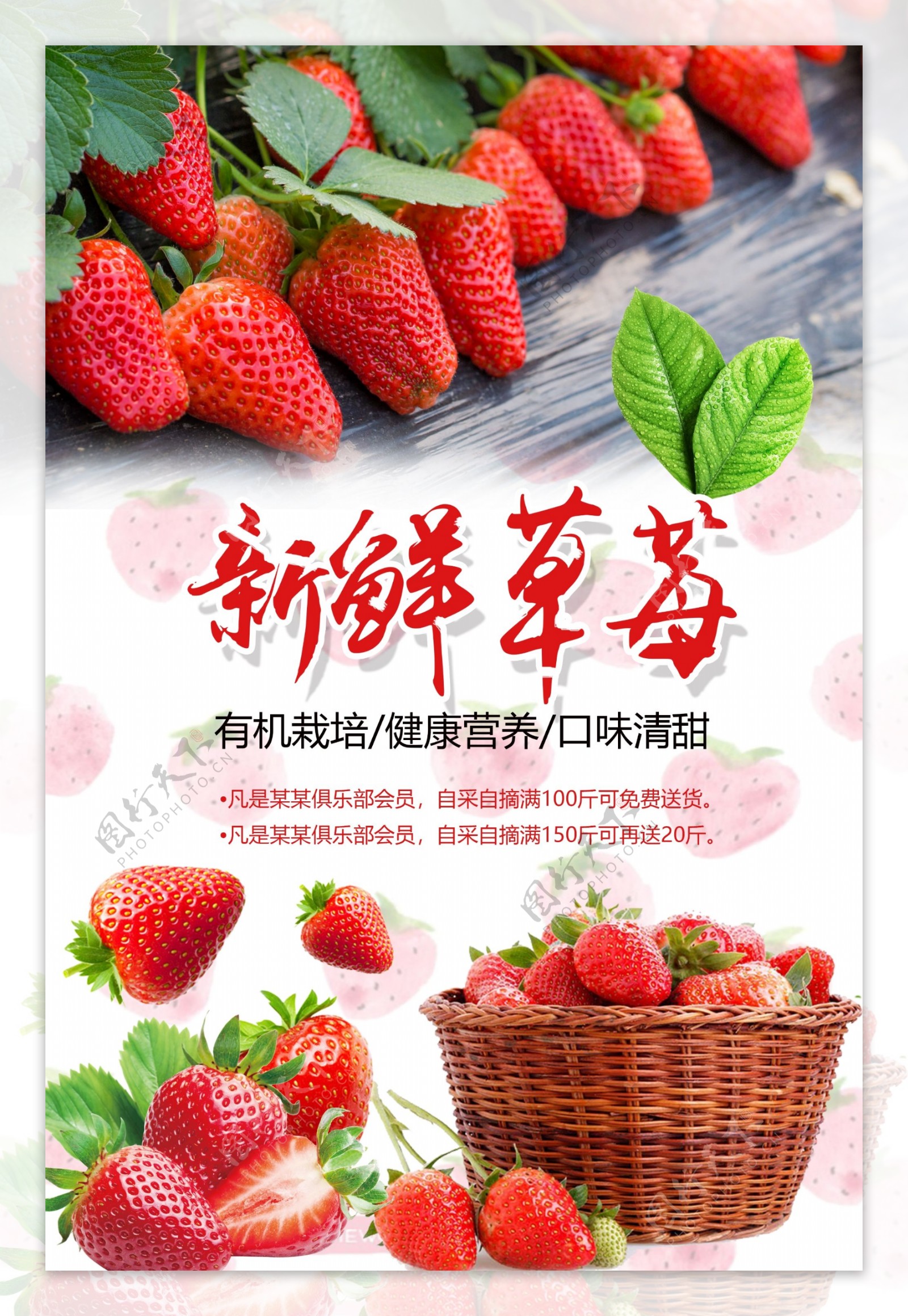 草莓采摘海报设计