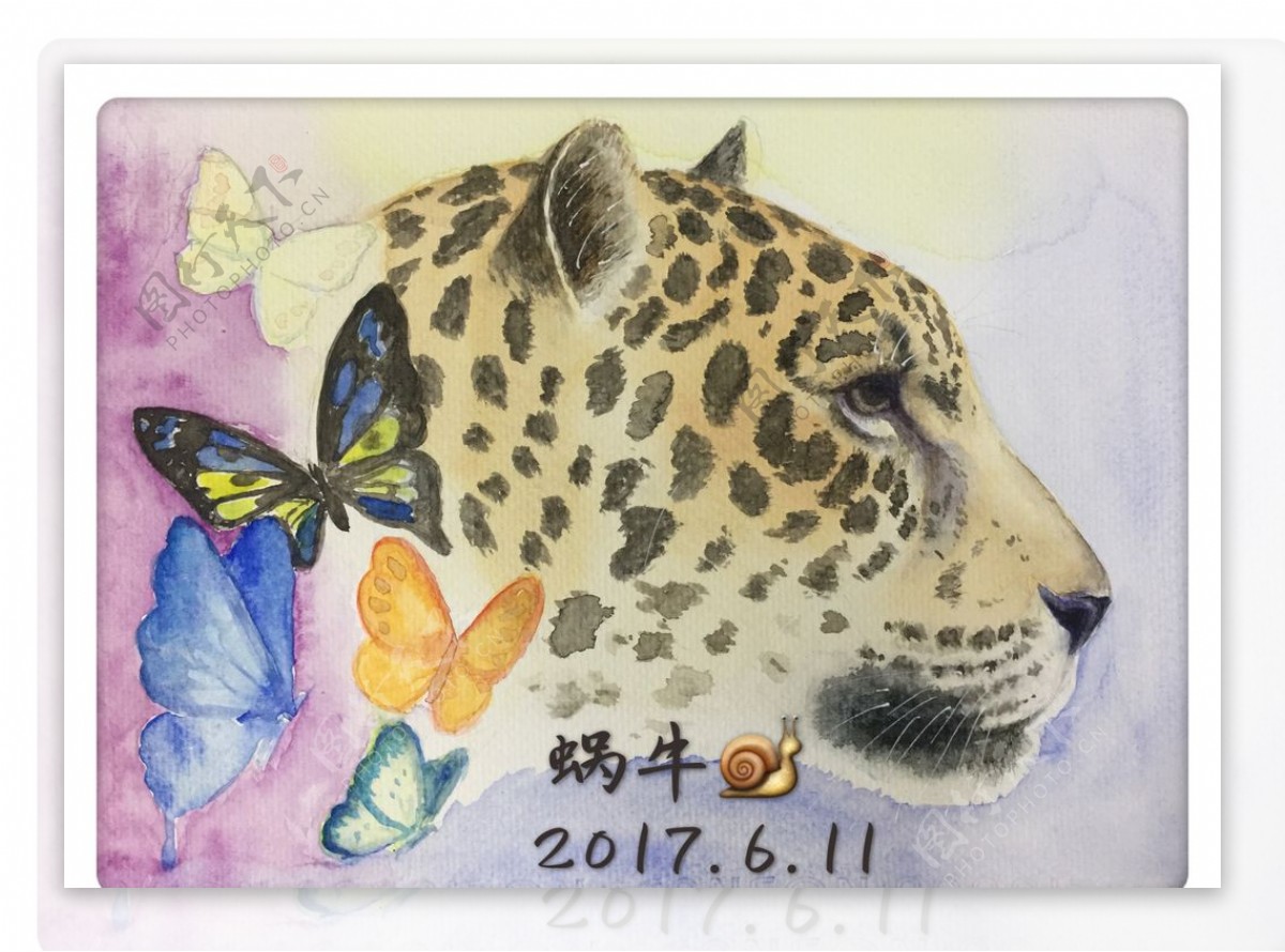 蝴蝶与花豹 花豹 野生动物 猛兽 豹 蝴蝶 水彩画 设计 生物世界 鸟类