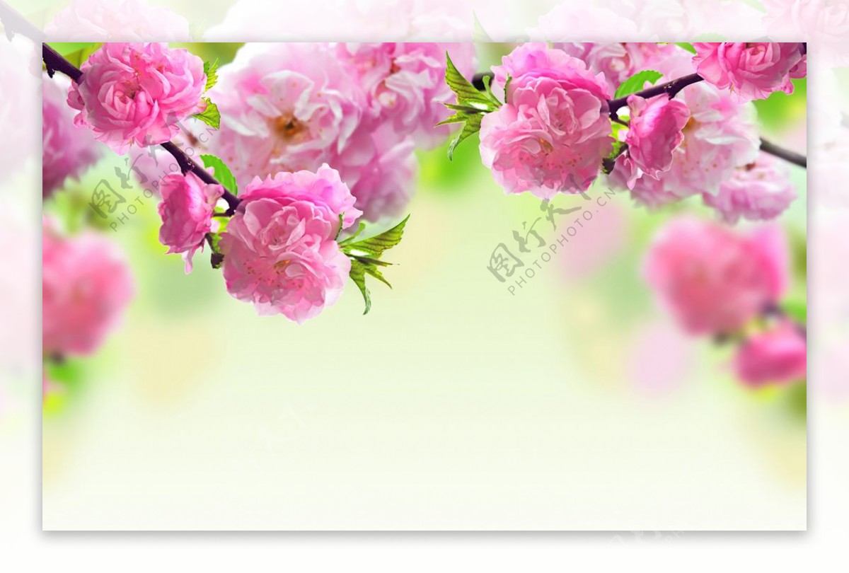 春天桃花树支粉红色桃花