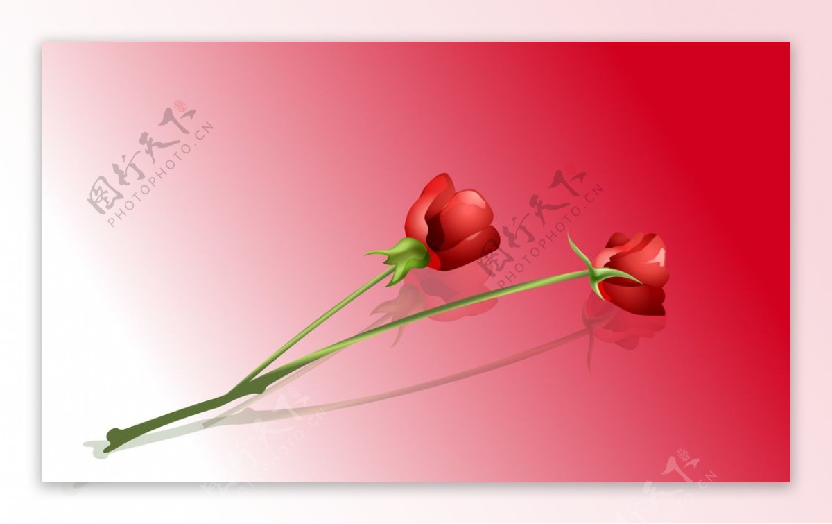 电脑绘制的情人节玫瑰花朵