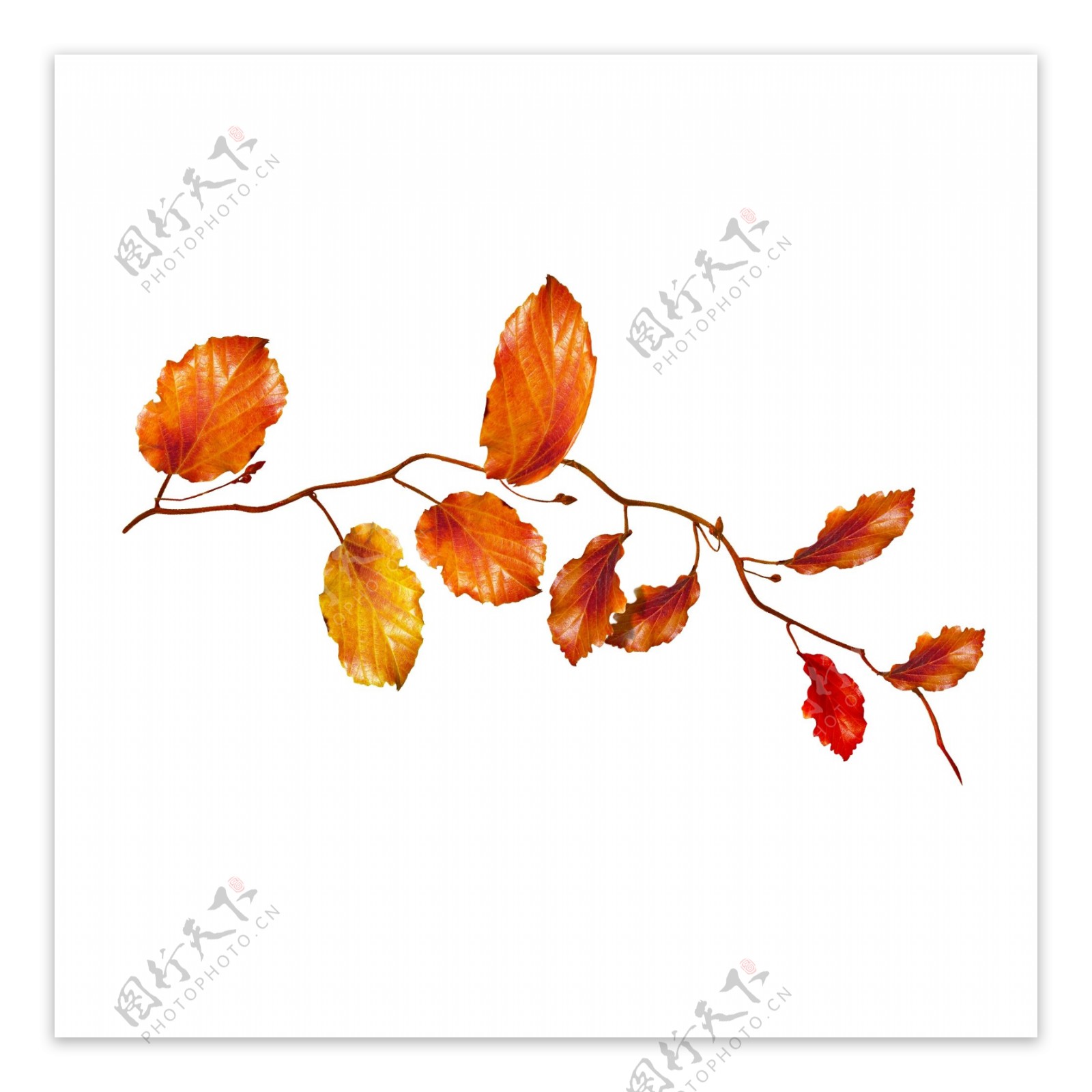 秋季红色落叶植物素材