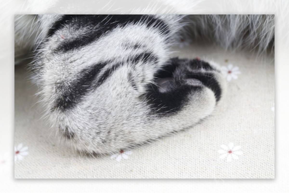 猫的爪子图片素材_免费下载_jpg图片格式_高清图片36027_摄图网
