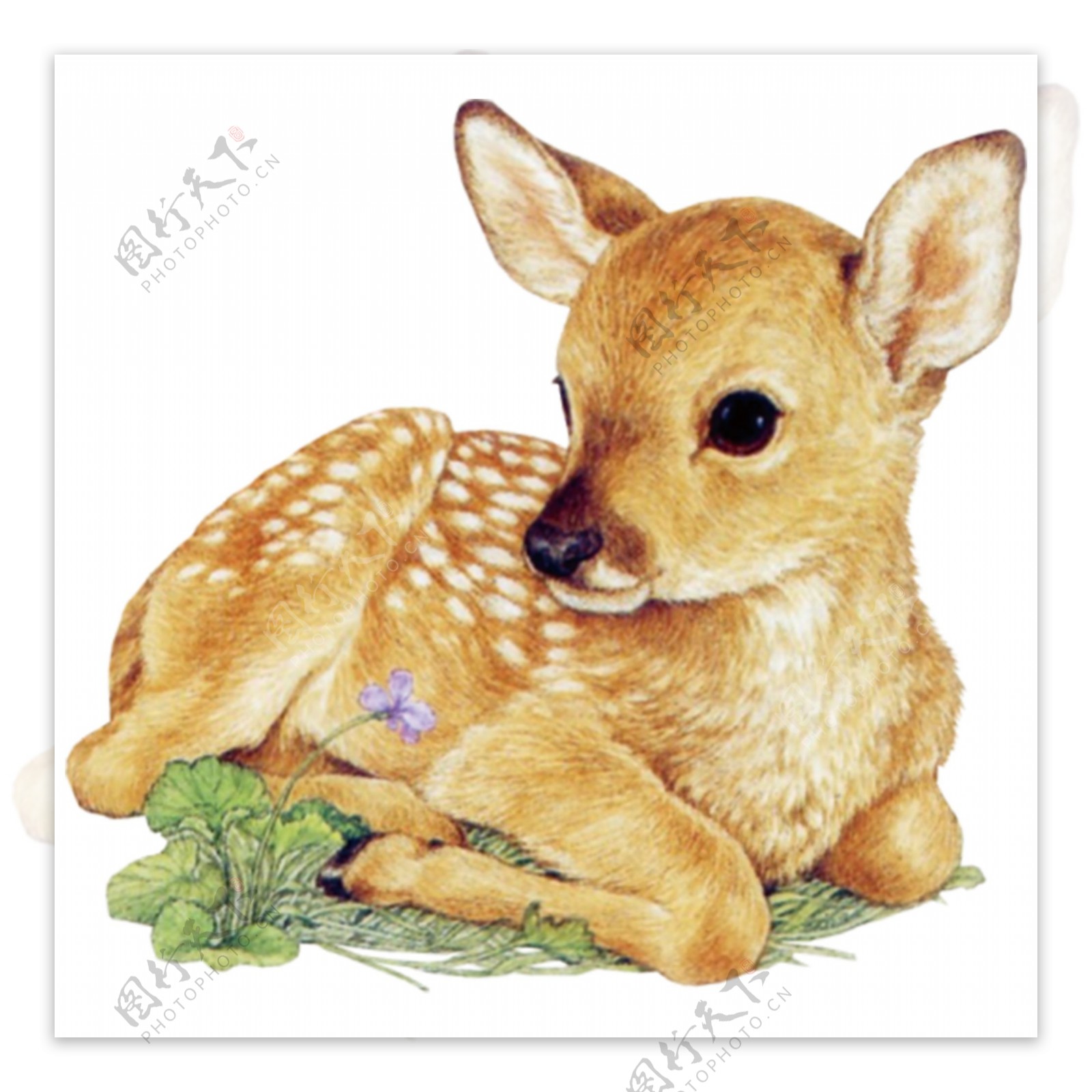 麋鹿温馨麋鹿彩绘麋鹿手绘