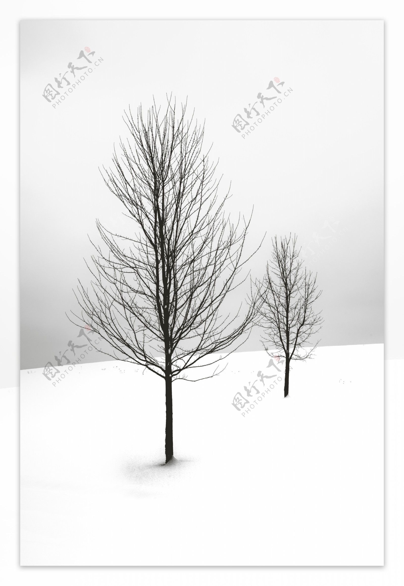 雪地树木