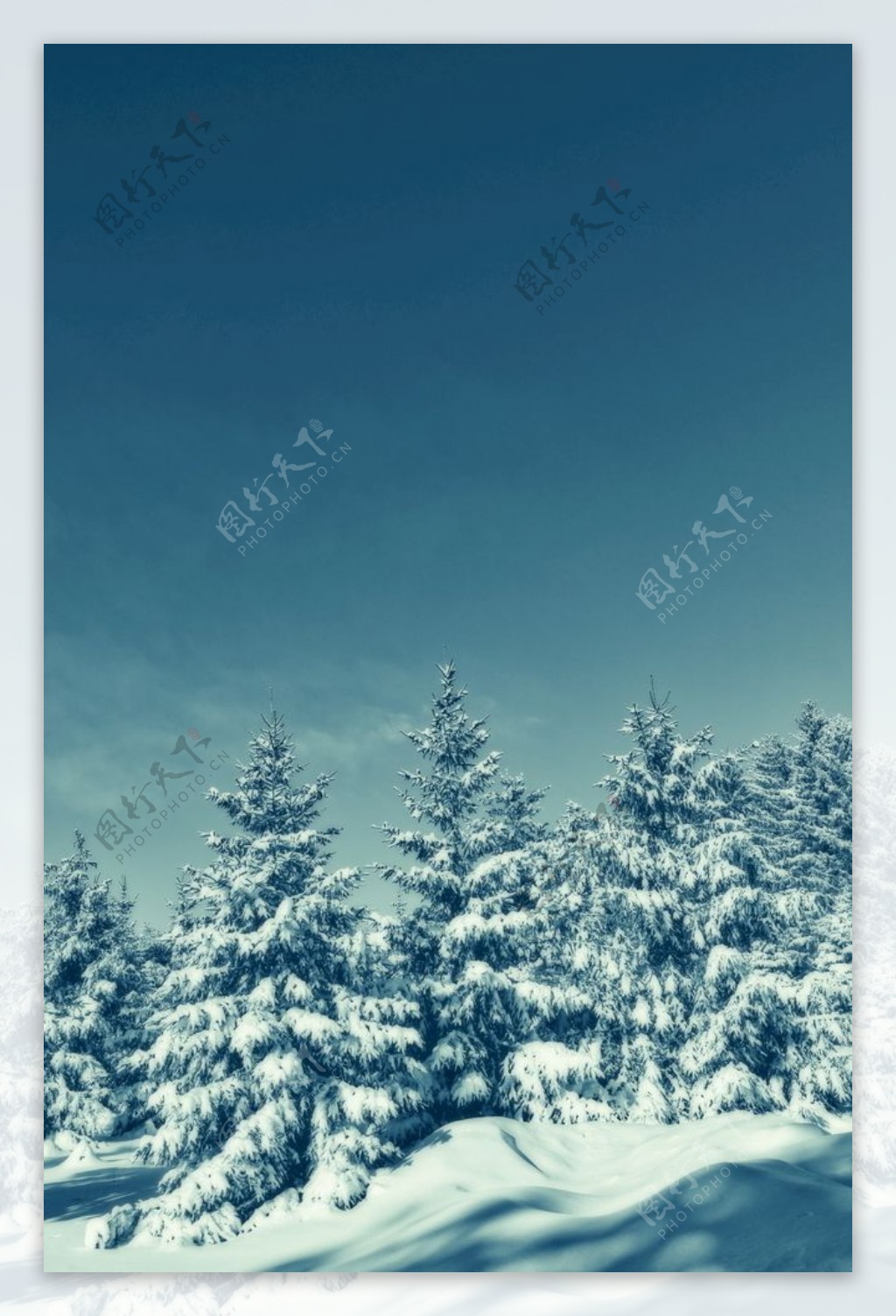蓝天树林雪景
