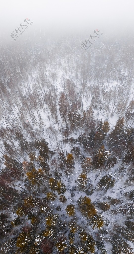 雪景