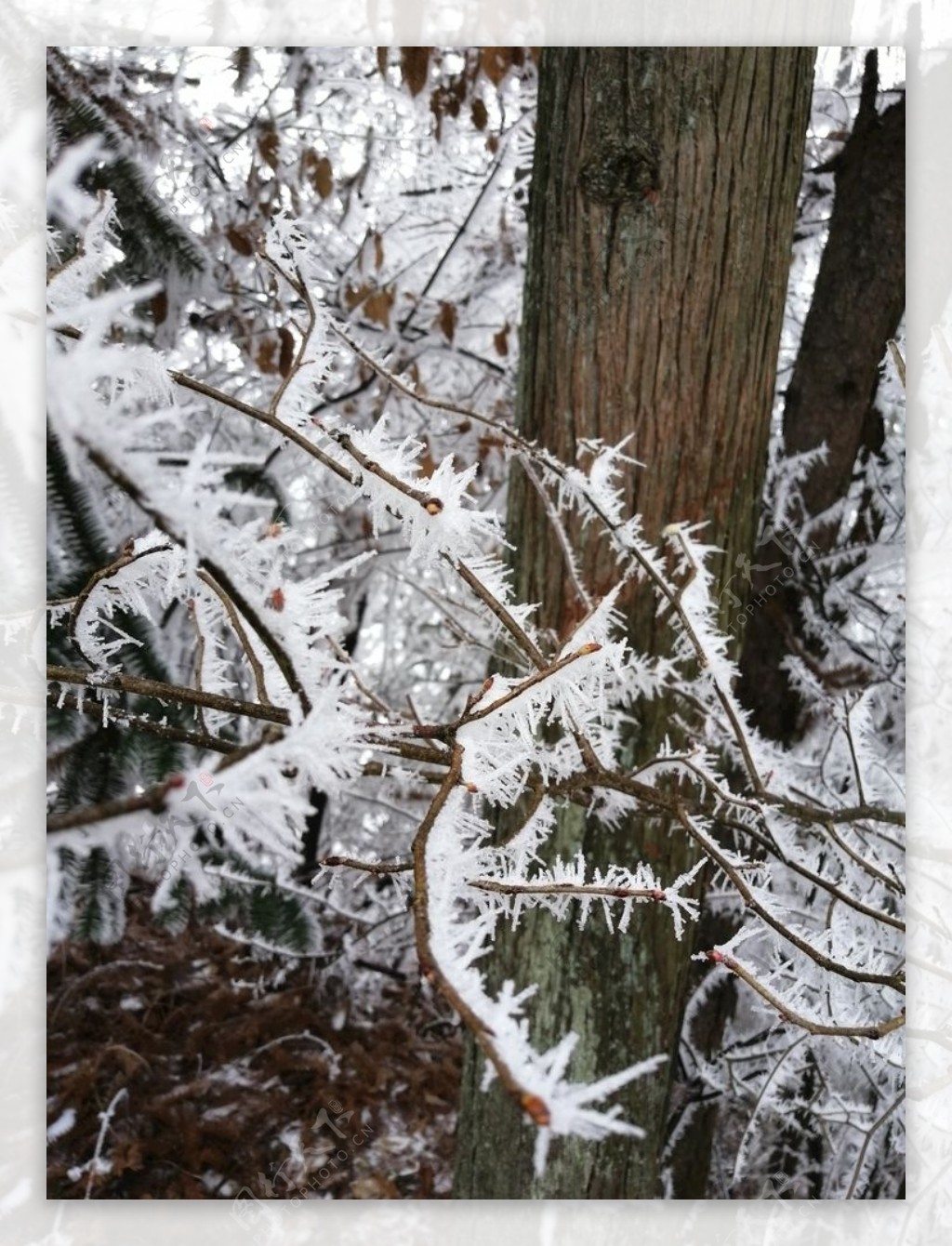 雪树