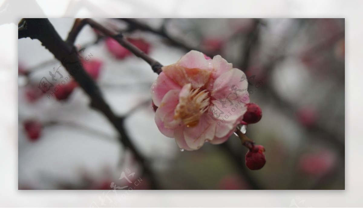 新春粉红色梅花