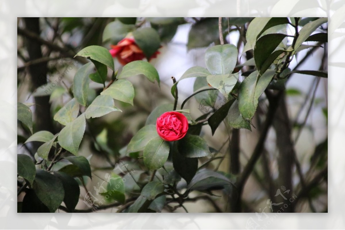 山茶花茶花红花野花红山