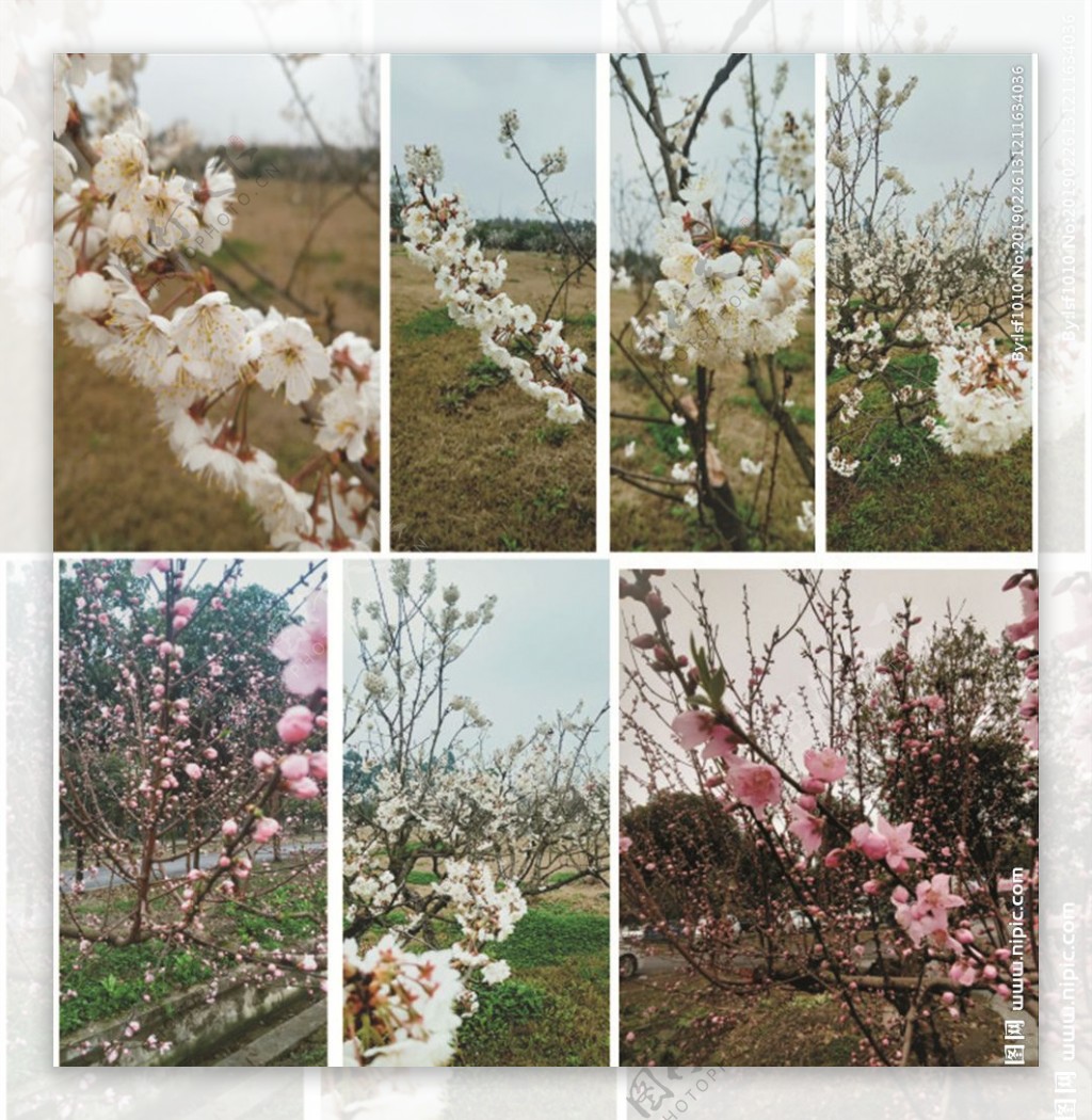 桃花梨花风景图
