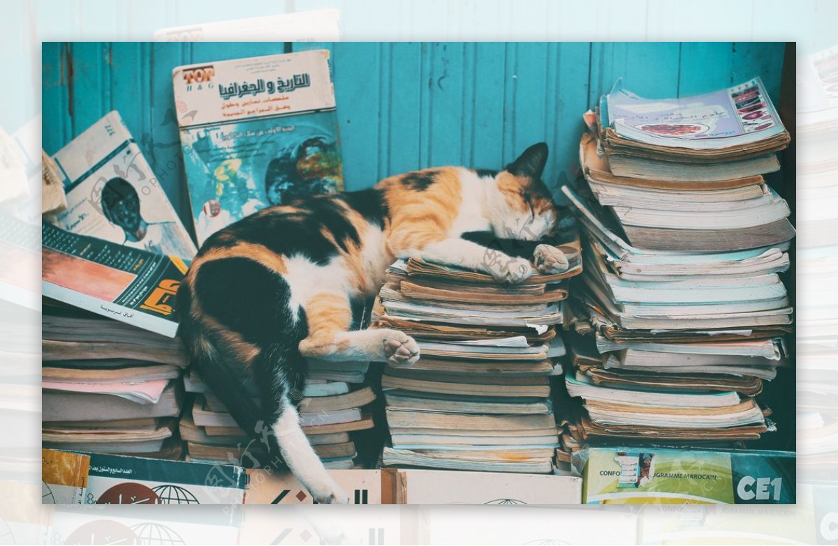 猫咪和书