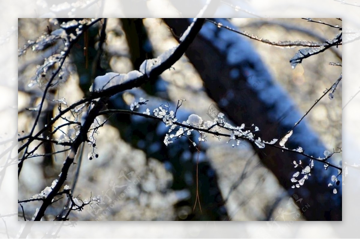 冰雪树枝