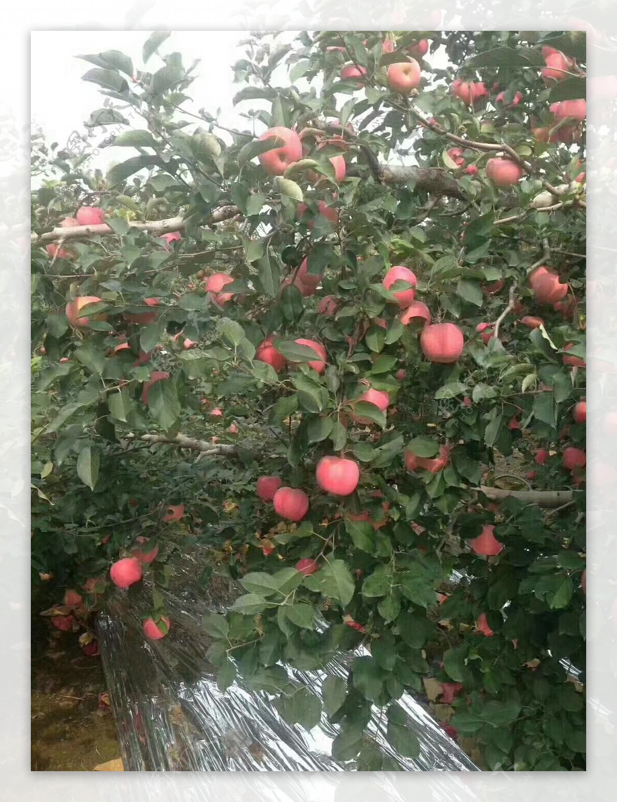 苹果苹果树