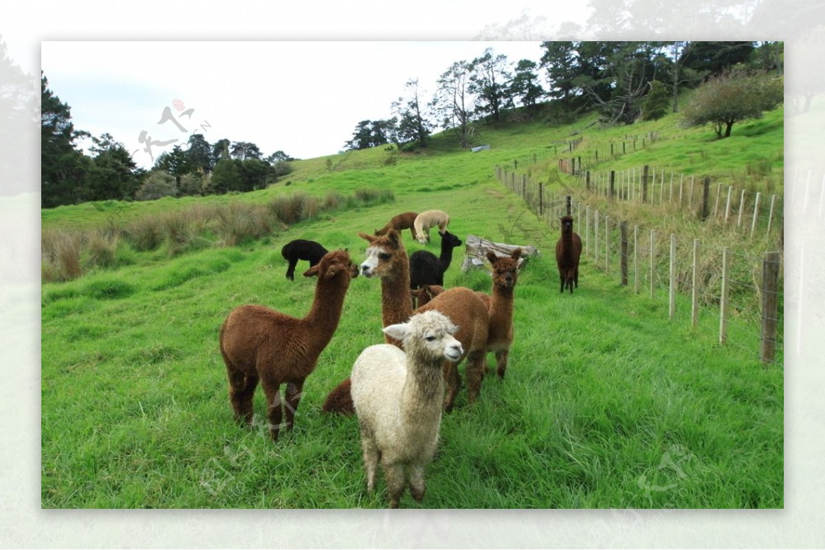 憨态可爱的新西兰羊驼
