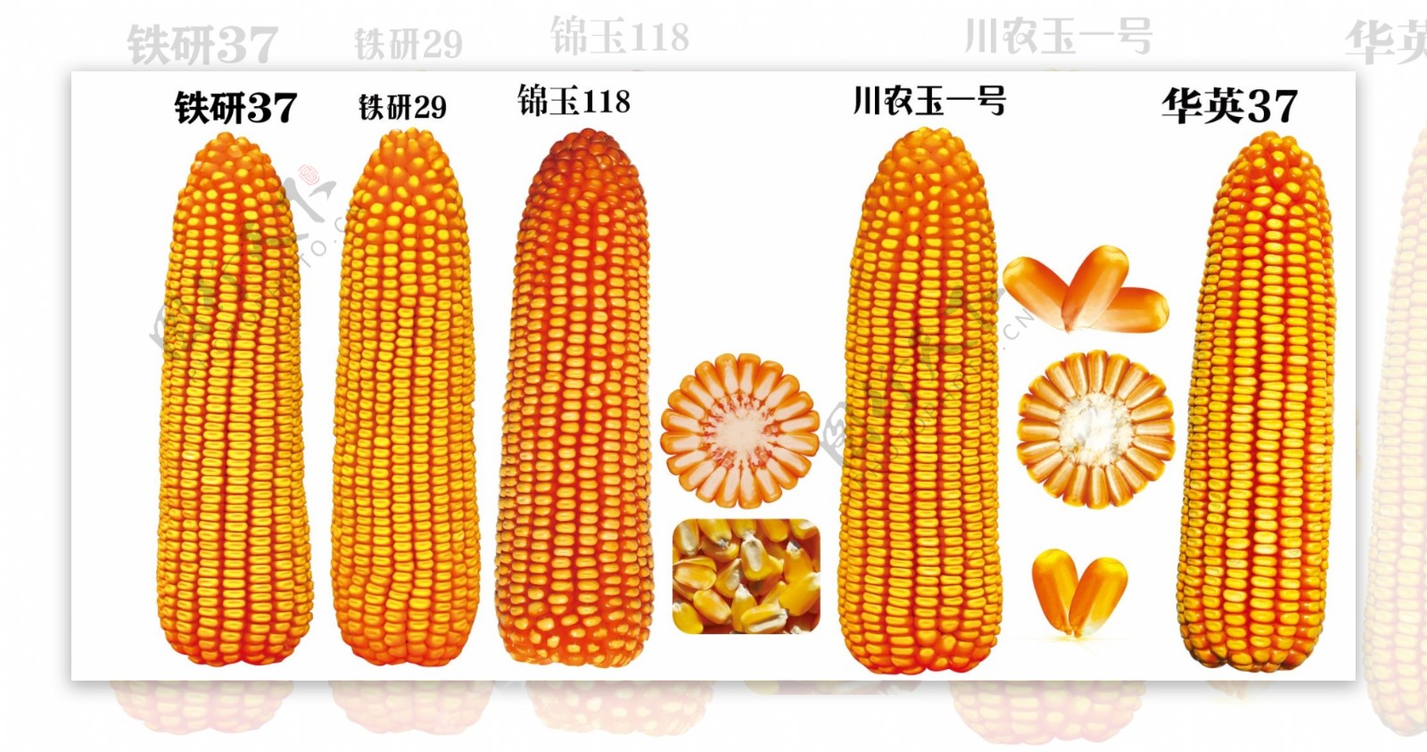 玉米图案