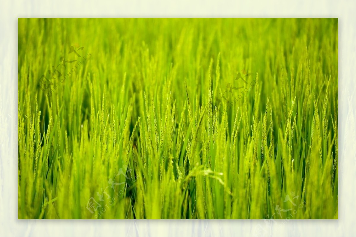 绿色稻田风景