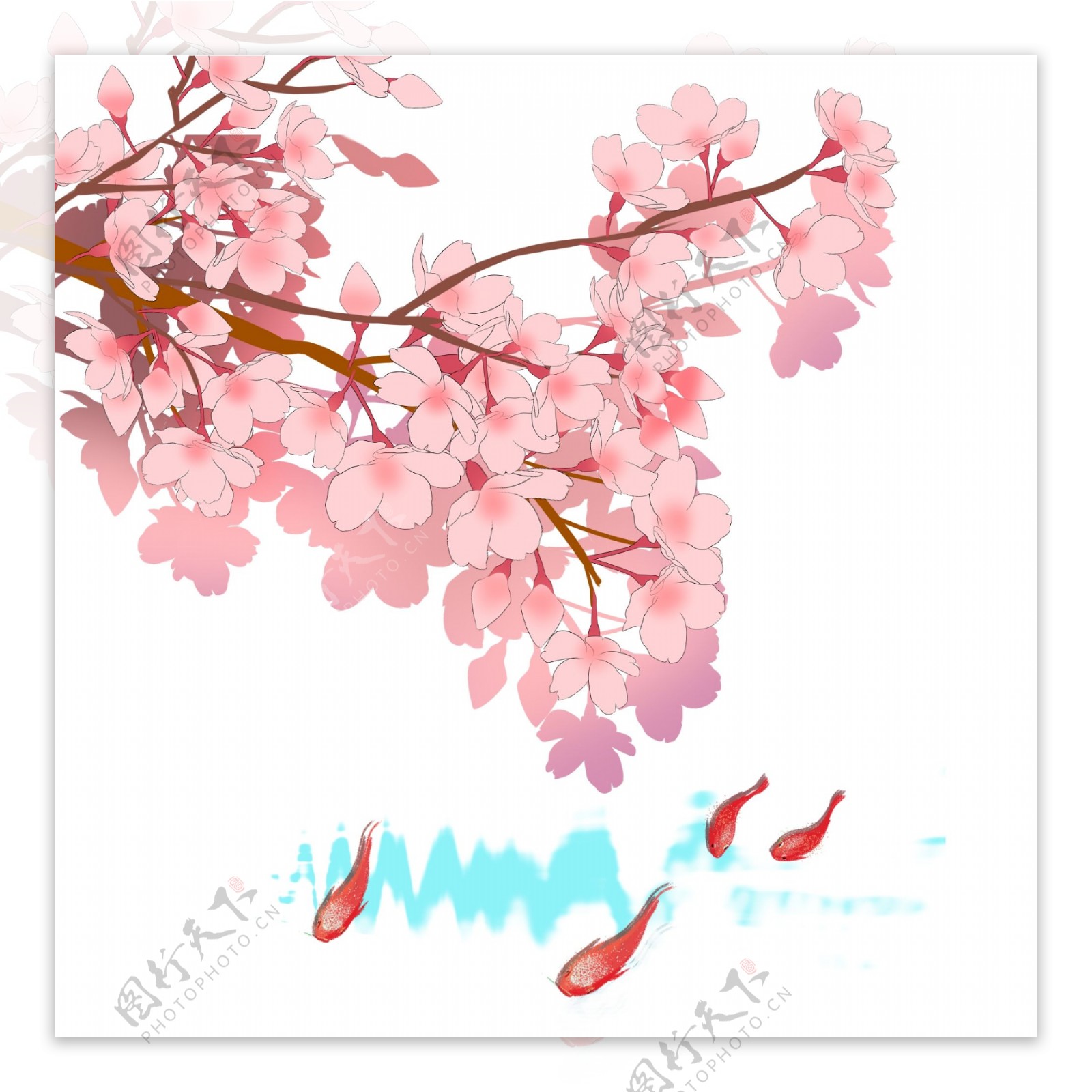 日本春季樱花锦鲤唯美风景