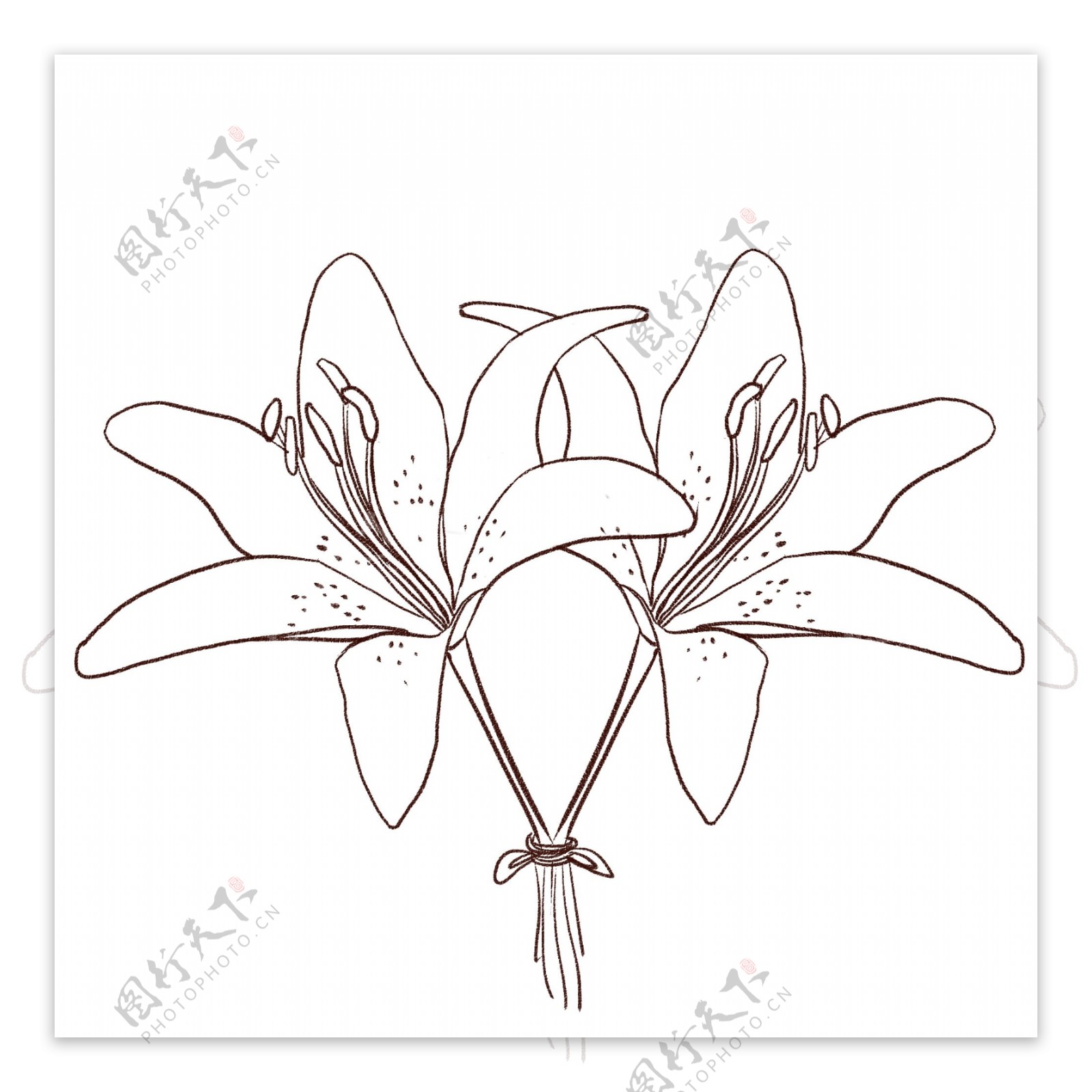 手绘线性两朵的百合花